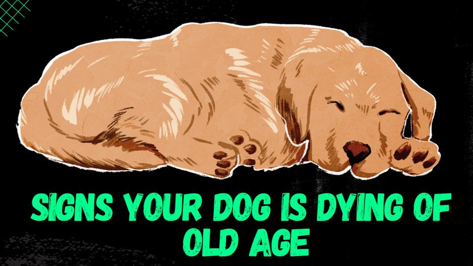 Common Signs Your Dog Is Dying Of Old Age petcreeks common-signs-your-dog-is-dying-of-old-age-petcreeks